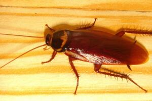 Pogledajte: Bubašvabe imaju nevjerovatne sposobnosti