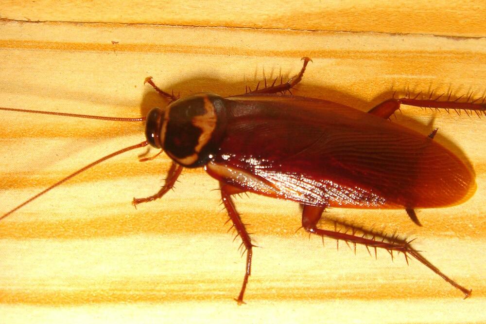 bubašvaba, Foto: Wikipedia.org