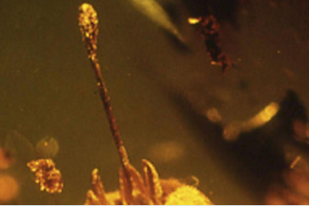 Cvijet iz Doba Jure, Foto: Twitter