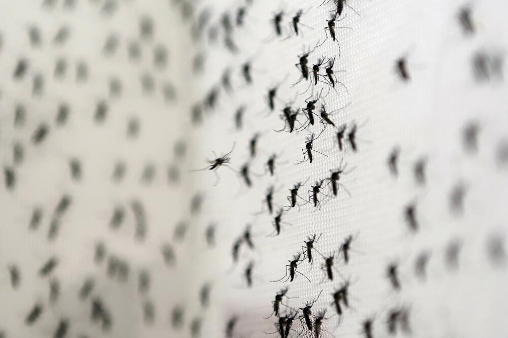 Zika komarci, Foto: Reuters