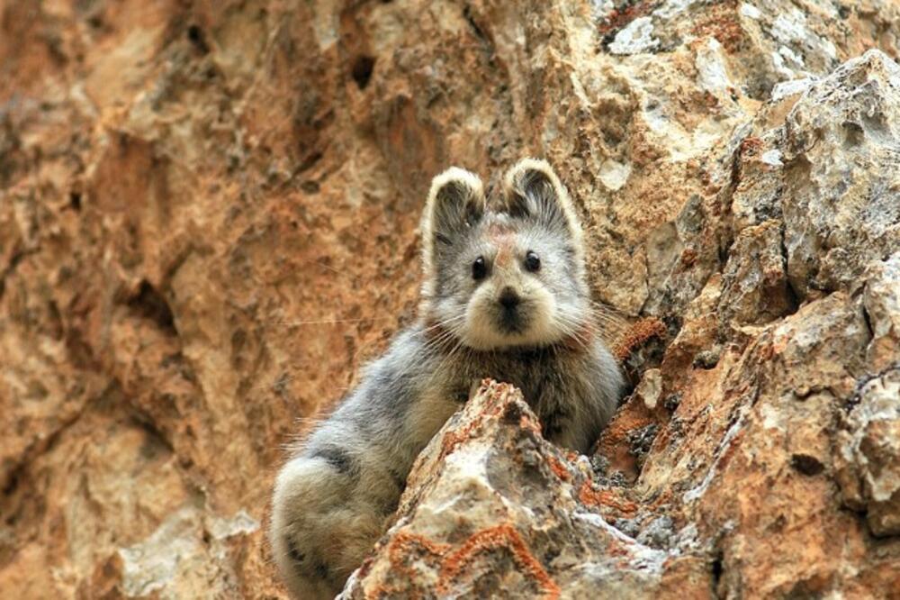 magični zec, Foto: Lostateminor.com