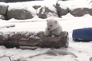Rastopiće vam srce: Mladunče polarnog medvjeda prvi put na snijegu