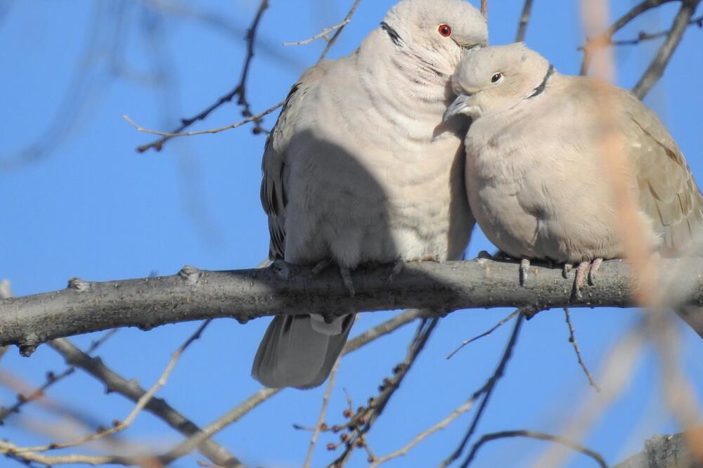 ljubav, ptice, Foto: Shutterstock