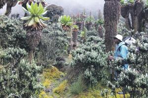 Džinovske biljke ruvenzorija na granici Ugande i Konga
