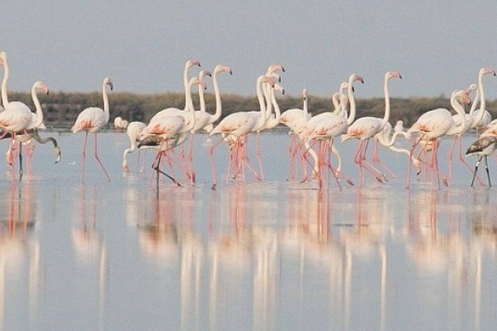 Solana Ulcinj (novine)