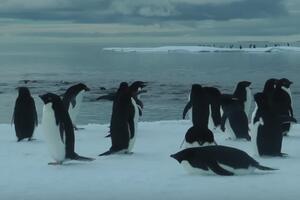 Pingvini pred istrebljenjem zbog ledenog brijega veličine Rima