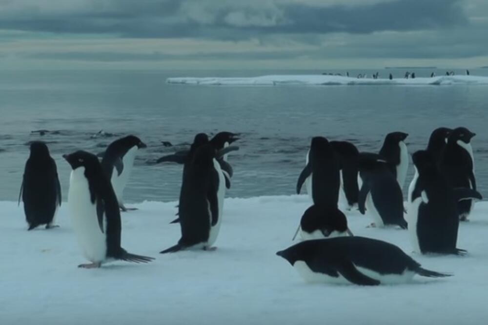 pingvini, Foto: Screenshot (YouTube)