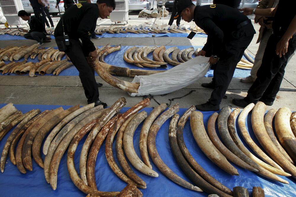 Slonovača, Foto: Reuters