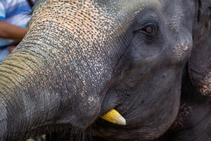 Nesrećno zaljubljeni slon oštetio 15 automobila