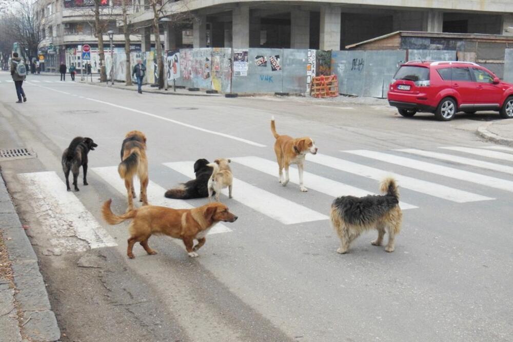 Psi lutalice, Foto: Svetlana Mandić