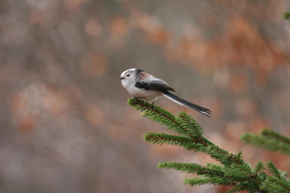 Dugorepa sjenica, Foto: Czip.me