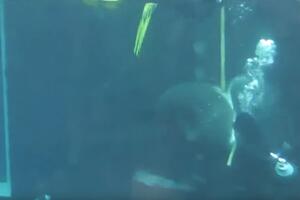 Horor u akvarijumu: Ajkula umalo odgrizla ruku roniocu