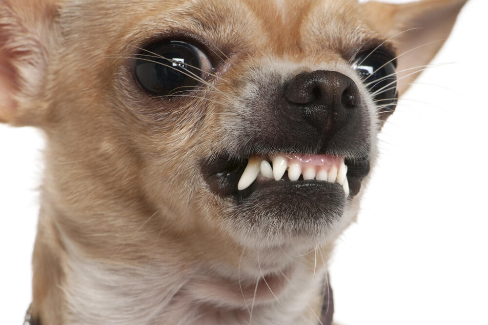 čivava, Foto: Shutterstock