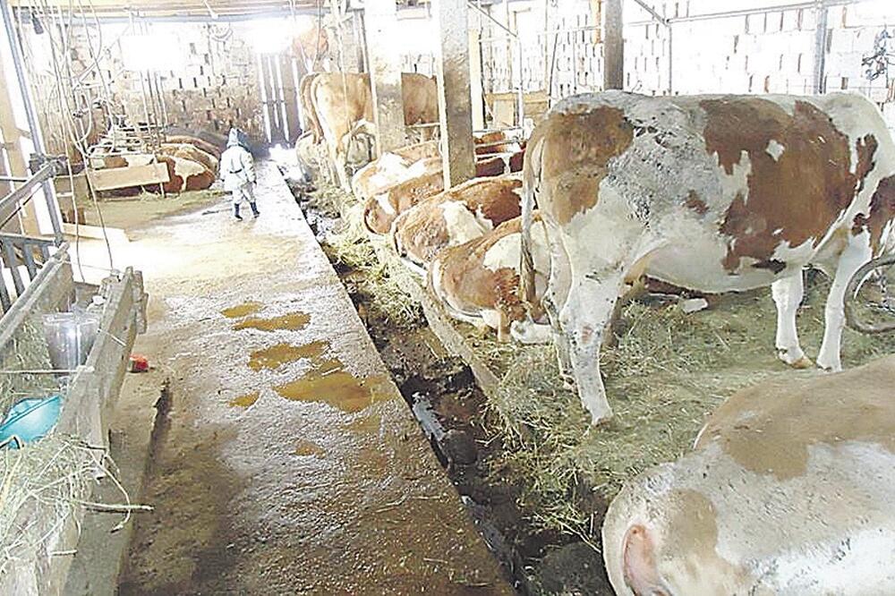 farma, Foto: Goran Malidžan