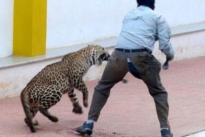 Leopard u Indiji upao u školu, povrijedio šest osoba