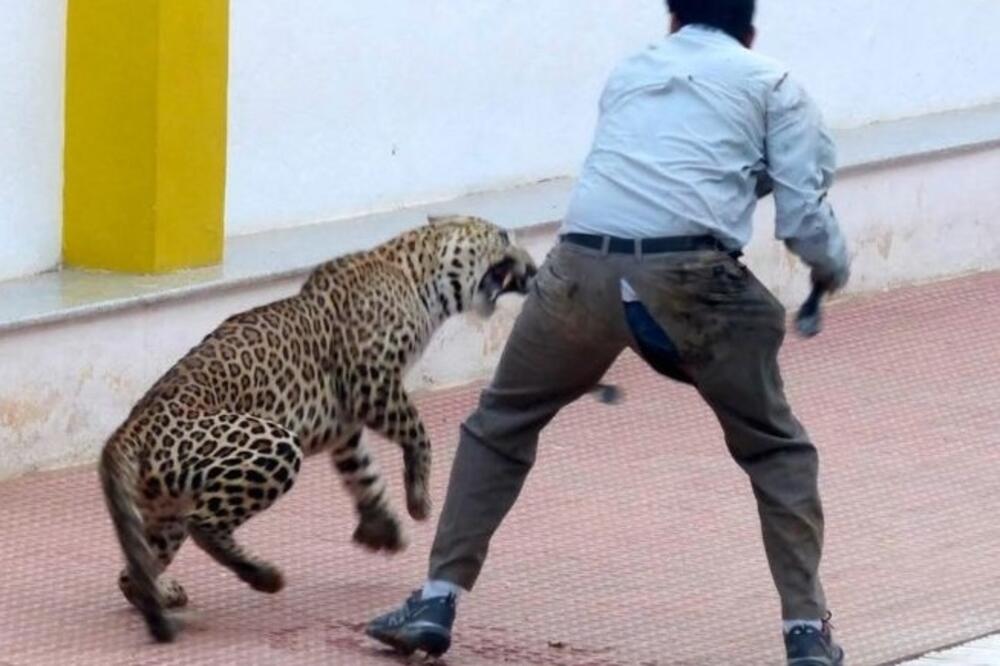 leopard napad, Foto: Twitter