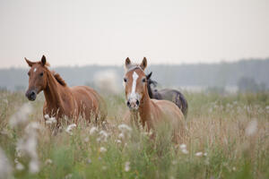 Konji uz pomoć ušiju traže i hranu