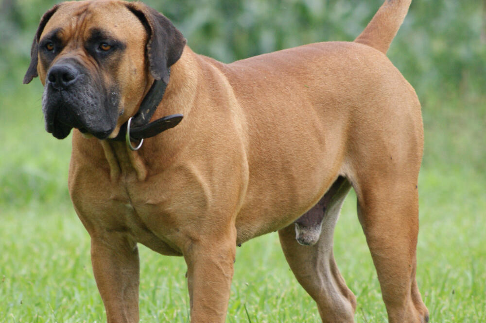 Boerboel, Foto: Www.elelur.com