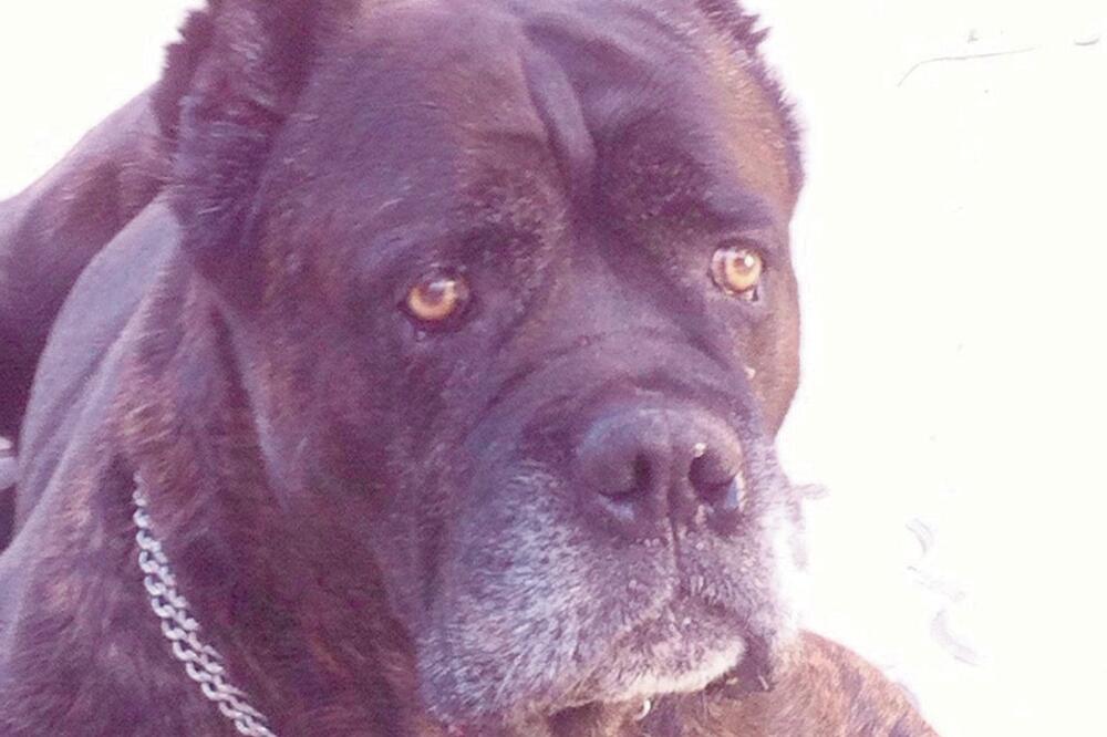 Kan, Vlado Mitrović, Foto: Privatna arhiva