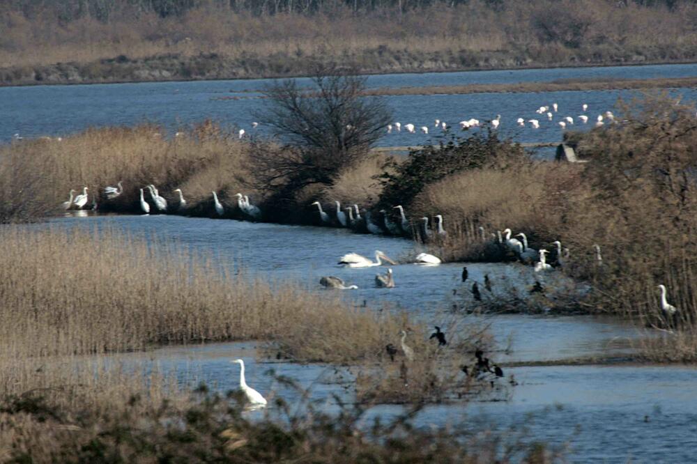 flamingosi solana, Foto: Nacionalni parkovi Crne Gore