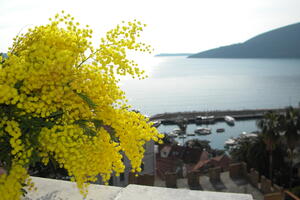 Herceg Novi: Počinje Praznik mimoze