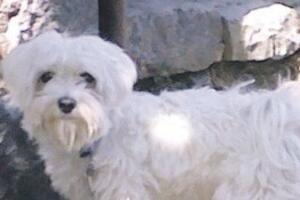 Nakon pisanja "Vijesti": Maltezer vraćen vlasniku