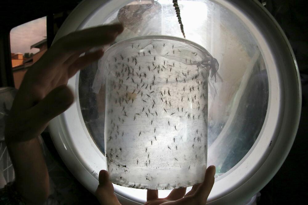 virus Zika, Foto: Reuters