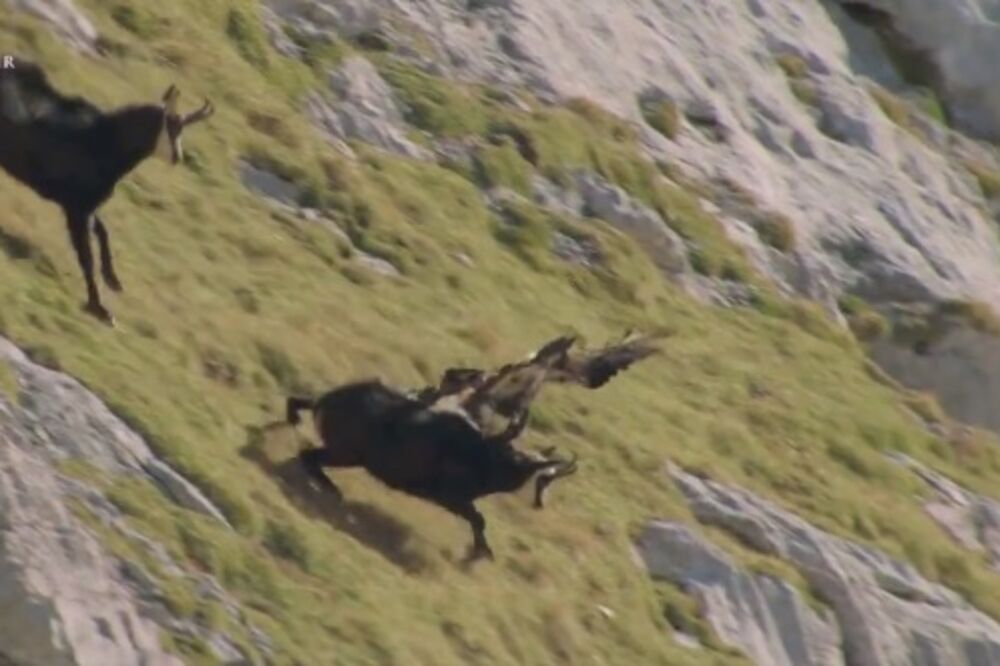 Orao, divokoza, Foto: Printscreen