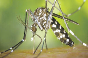 Na proljeće povećan rizik od zika virusa