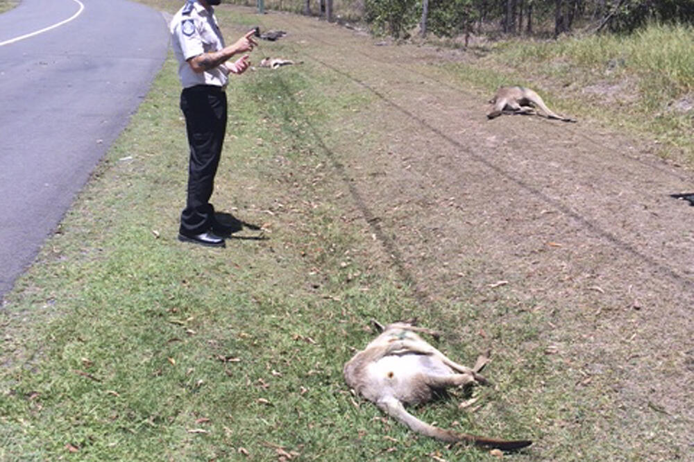 Pregaženi kenguri, Foto: Beta-AP