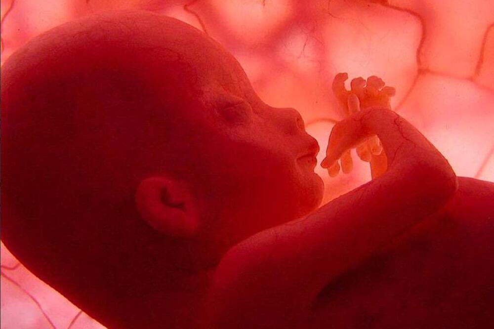 embrion, Foto: Twitter