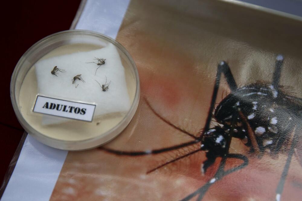 Zika virus Peru, Foto: Reuters