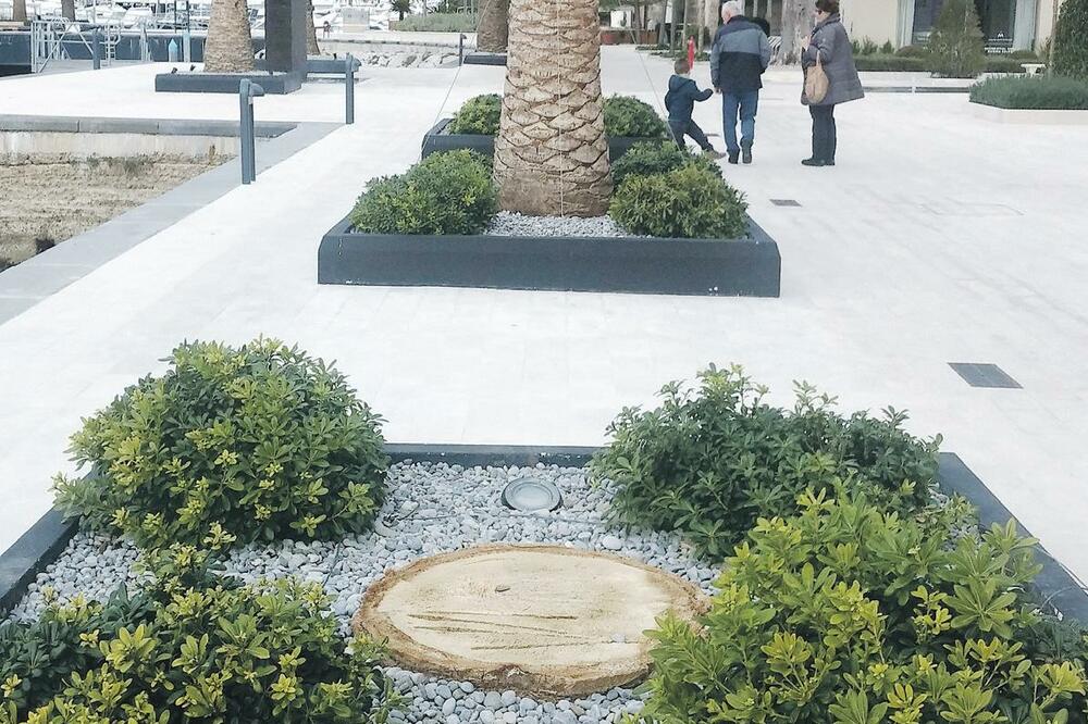 Tivat palme, Foto: Siniša Luković