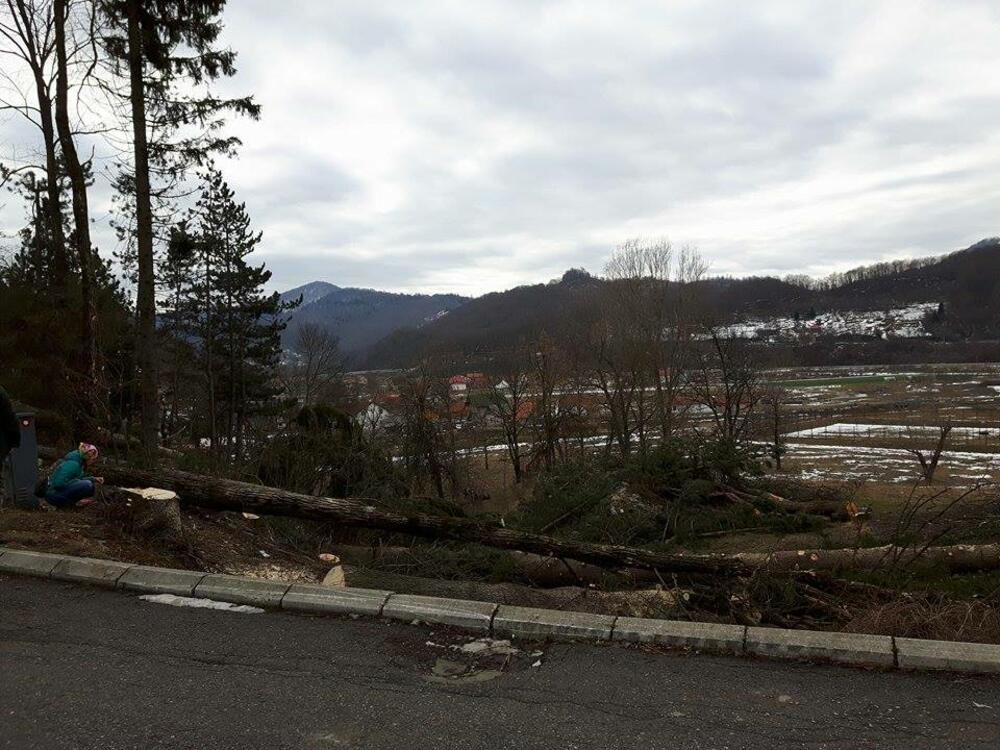 Kolašin sječa stabala