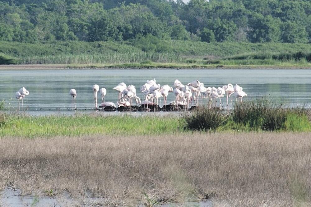 flamingosi, Solana, Foto: Centar za zaštitu i proučavanje ptica