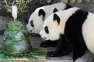 Zanimljive činjenice o pandama: Cijeli život jedu pogrešnu hranu