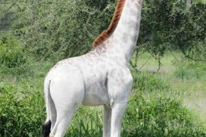 U Tanzaniji otkrivena bijela žirafa