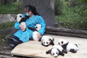 Ovo je možda najbolji posao na svijetu: Mazite pande za 32.000...
