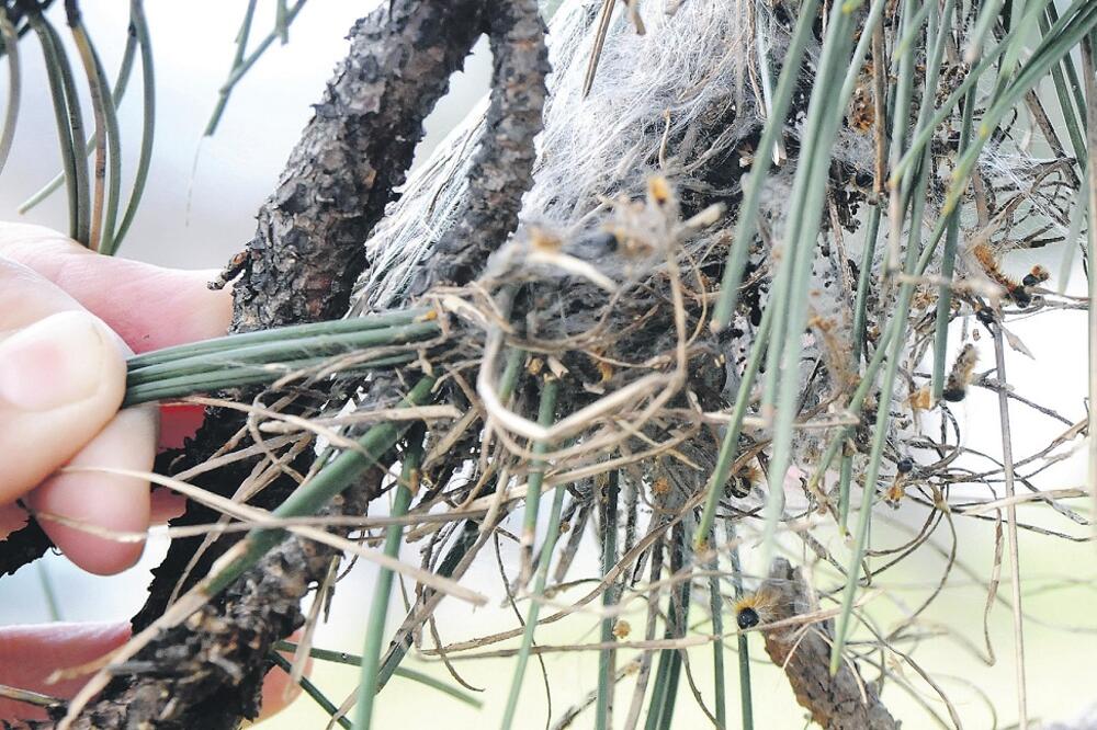 litijaš, četnik, Foto: Luka Zeković