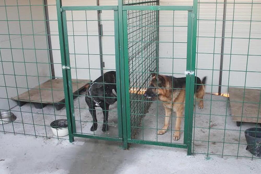 psi deponija, Foto: Deponija Livade