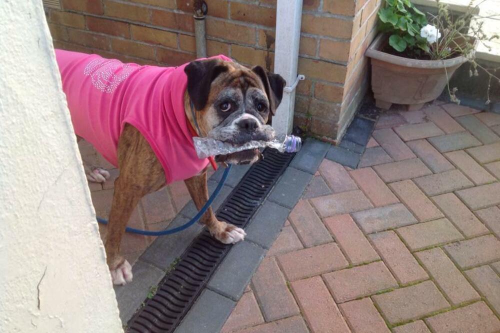 Paris, pas ekolog, Foto: Facebook