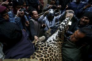 Leopard napao čovjeka u predgrađu Katmandua