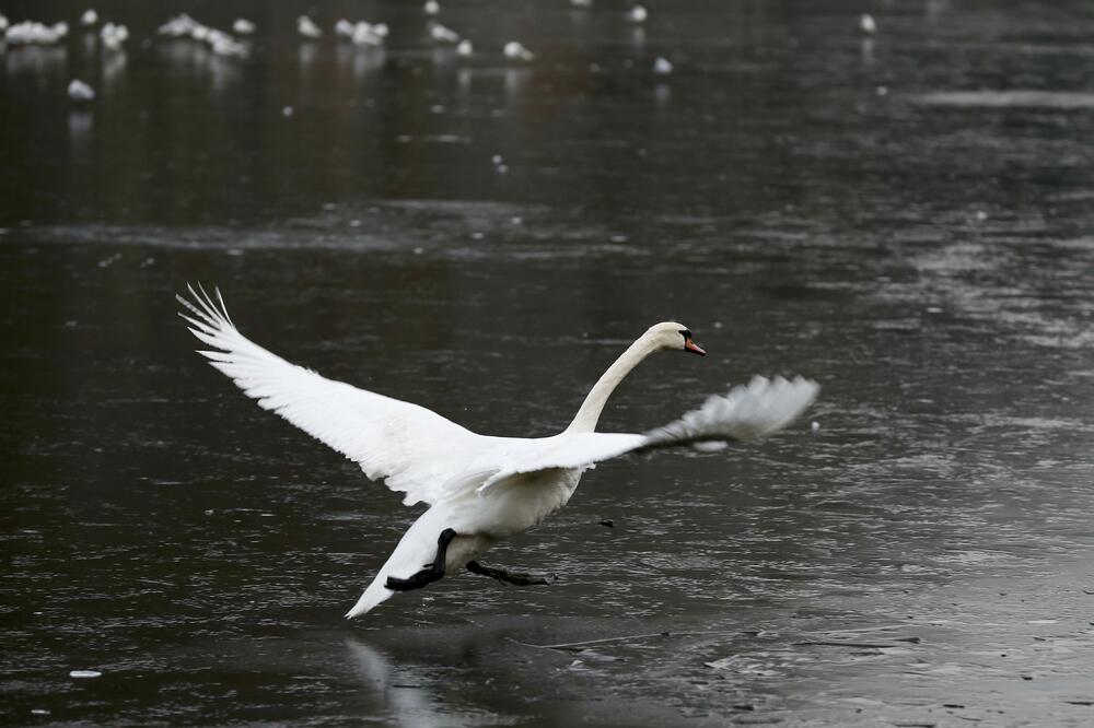 labud, Foto: Reuters