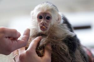 Uspješno izvršena transplantacija glave majmuna