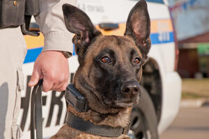 Austrija: Policijski pas za nekoliko minuta pronašao zatureni novac
