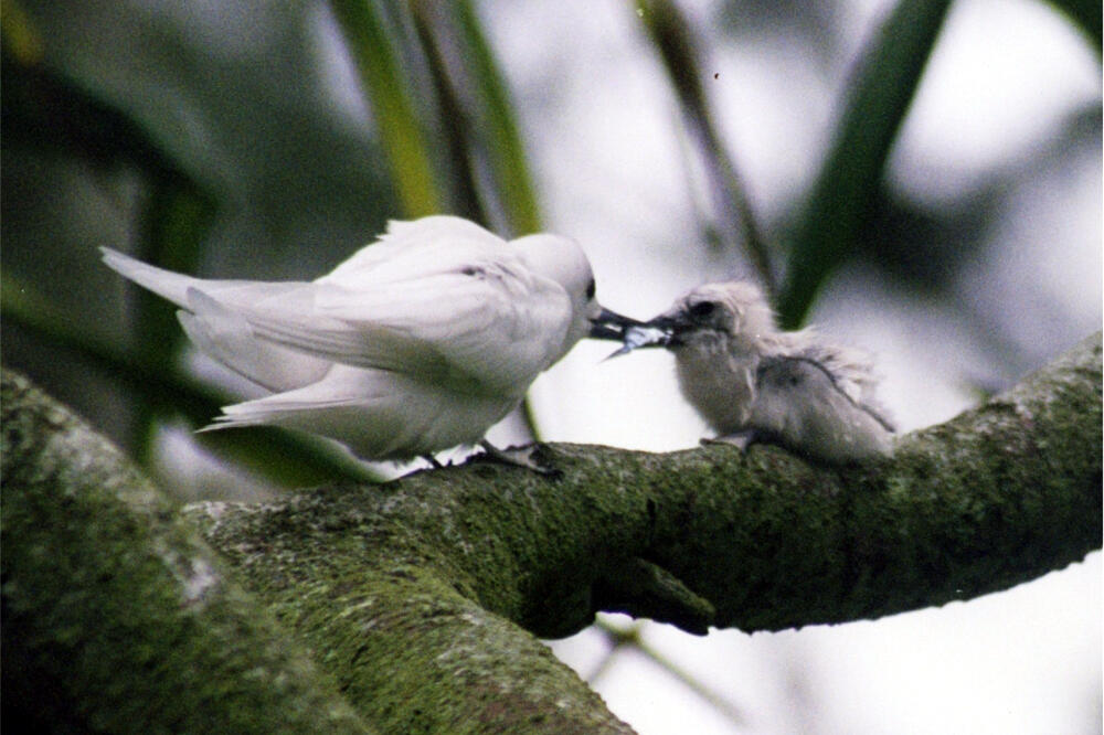 ptica, Foto: Wikipedia