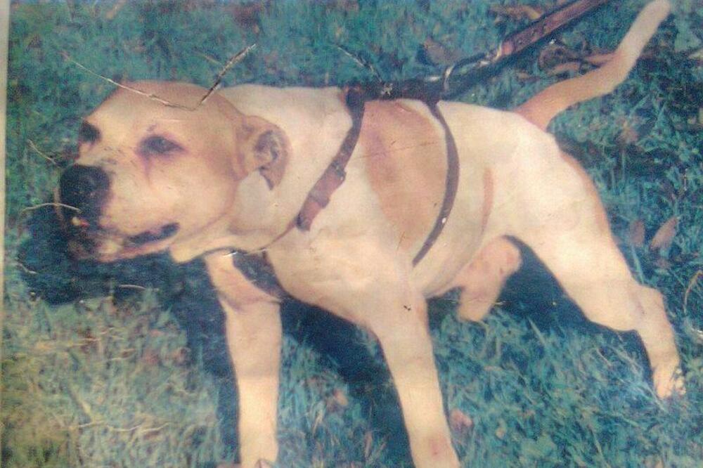 borbe pasa, Foto: Facebook