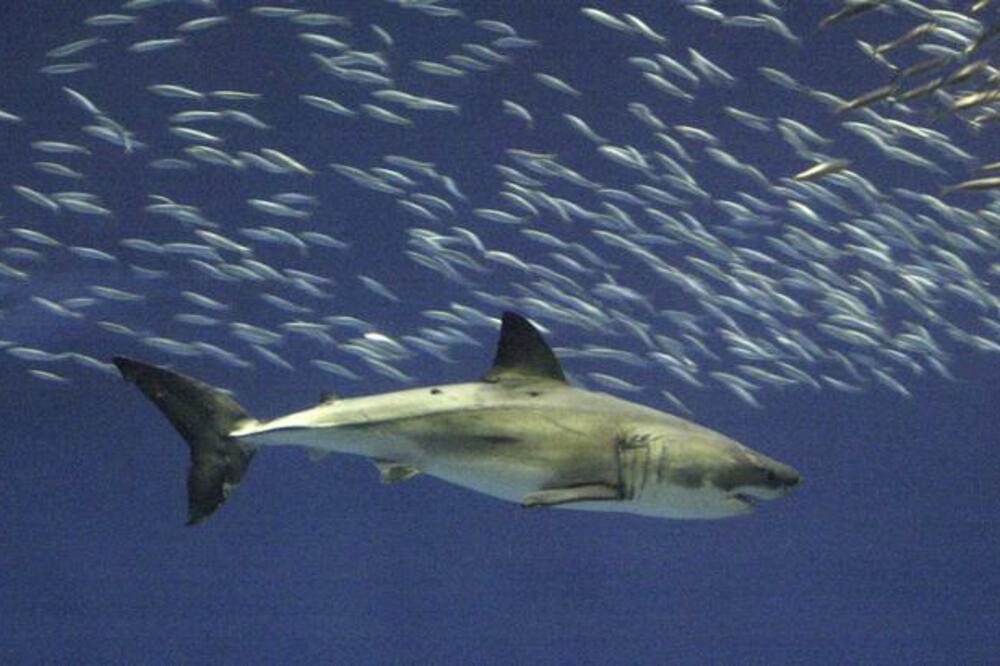 Ajkula, Foto: Beta/AP