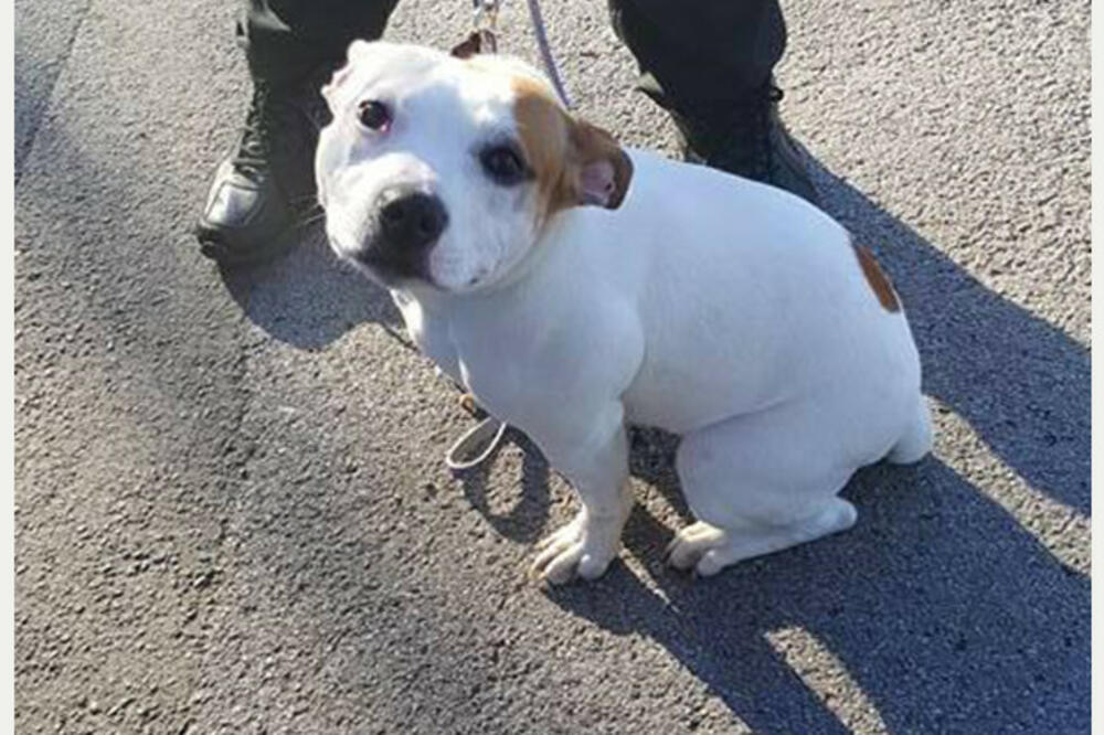 Peper, Foto: Nottinghampost.com