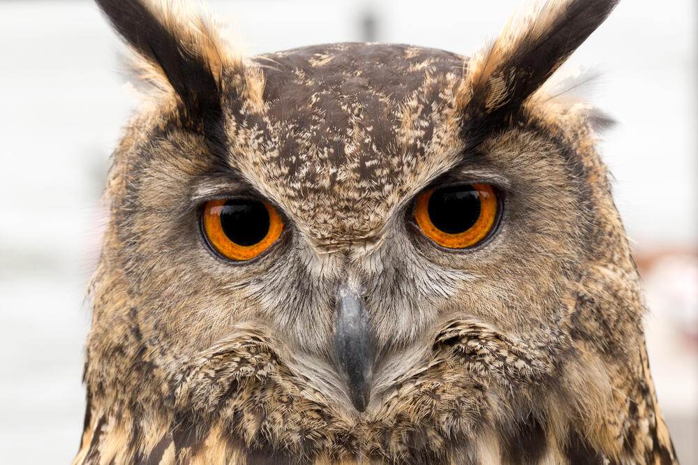 sova, sove, Foto: Shutterstock